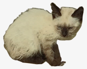 Cat Sticker - Cat Yawns