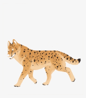 Cheetah