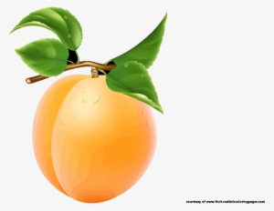 Single Apricot Transparent Image - Png Fruits Name Clipart