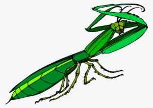 How To Set Use Cartoon Praying Mantis Icon Png