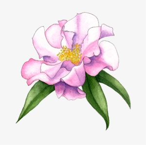 Camellia-'buddha' - Camellia