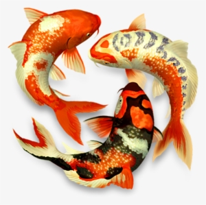 Koi Fish Png - 3d Koi
