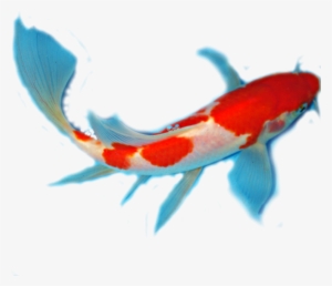 Facts About Koi Anatomy - Koi
