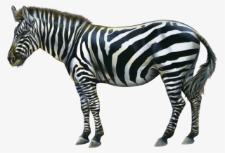 Animals Images, Backgrounds Free, Zebras, Pet Birds,