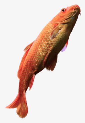 Fish - Png Fish In Water