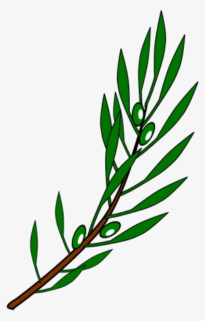 File - Olive Branch Png