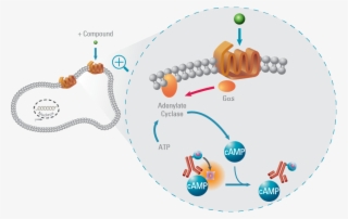 Camp Gs Pathway - G Protein Coupled Receptors