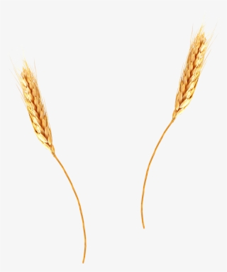 Krikart Imgenes Libres De Derecho Autor Trigo - Wheat Png With Transparent Background