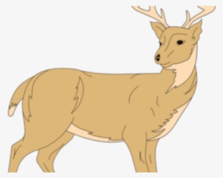 White Tailed Deer Clipart Rusa - Clip Art