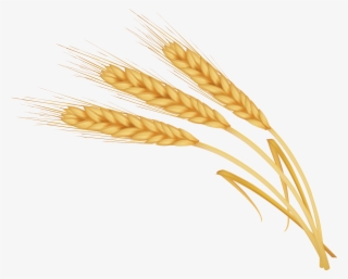 Image Library Library Transprent Png Free Download - Nelkathir Png