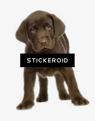 Puppy Animals Dog - Dog