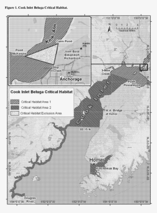 Killer Whales - Beluga Whale