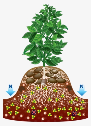 Plant With Roots Clip Art Crazywidow Info - Clip Art