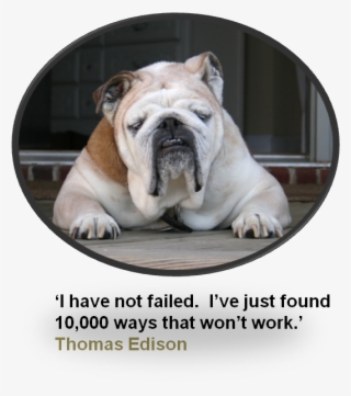 Yahoo Image Search Results Dog Sleeping Positions, - Happy Holidays Bulldog With Santa Hat Card