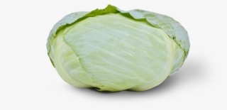 Fejeskáposzta Discos F1 2500szem - Szentesi Lapos Fejes Kaposzta