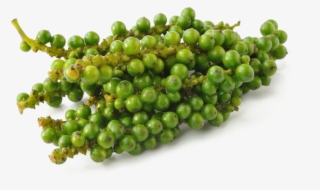 Green Pepper Pluspng - พริกไทย อ่อน