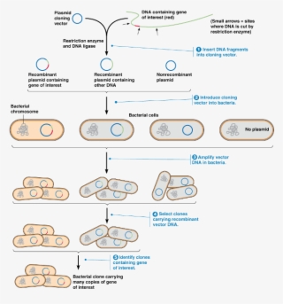 Recombinant Dna Technology Steps - Number