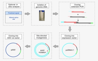 Png Transparent Stock Construction And Cloning Of Minigenes - Diagram