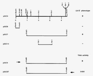 Cloning Of Dna Fragments Of Tfd6 By Using The Broad - Diagram