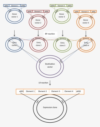 Diagram Above Shows The Recombinational Cloning Process - Cloning