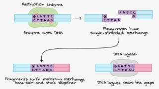 Biology