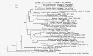 Download - Phylogenetic Tree For Wheat O