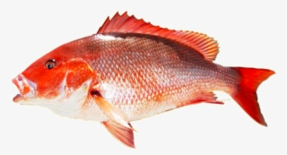 Kingfish Transparent Png - Red Tilapia Fish Png