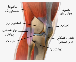 Knee Anatomy - Biceps Femoris Tendon Knee