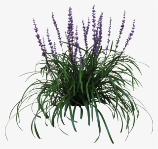 Liriope Png - Lilyturf Png