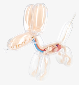 4d Master Anatomy Balloon Dog 26090