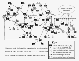 Family Tree For Royal Lions Held In Captive Collections - Diagram