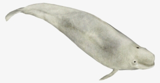 Beluga - Wiki