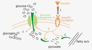 Insulin Glucose Metabolism Zp - Insulin Cell Signaling