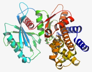 Glucokinase Enzyme