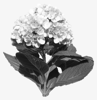 Widgetkit Popover Widget - Bouquet