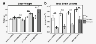 Loss Of A Functional Copy Of Mecp2 Leads To Drastic - Common Fig