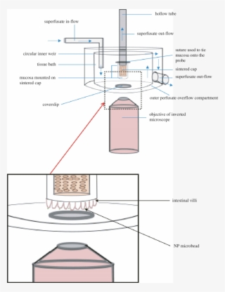 The Excised Mucosal Tissue Is Mounted With Villous - Organ