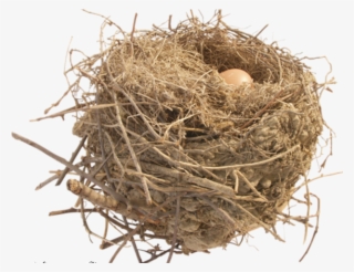 Nest Clipart Transparent Background - Cachitos De Vida