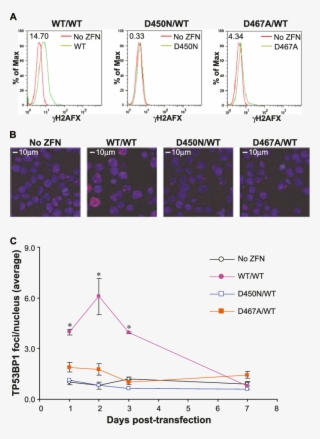 Genome Wide Evaluation Of Dsb Formation In Zfnickasetreated - Diagram