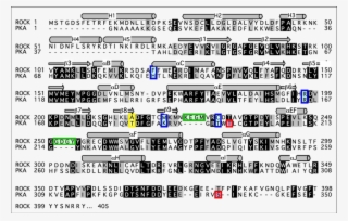 Sequence Alignment Of Rock And Pka
