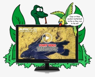 Zbs Turtles Andy Senica 2017 09 07t10 - Zoobooks