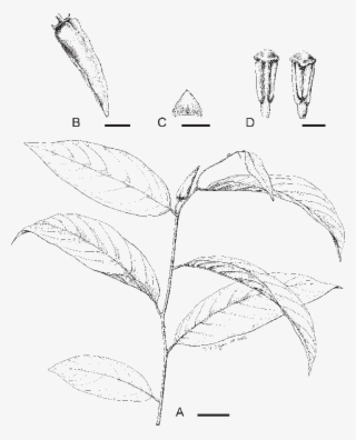 Flowering Branch - Sketch