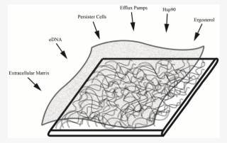 Histology - Illustration