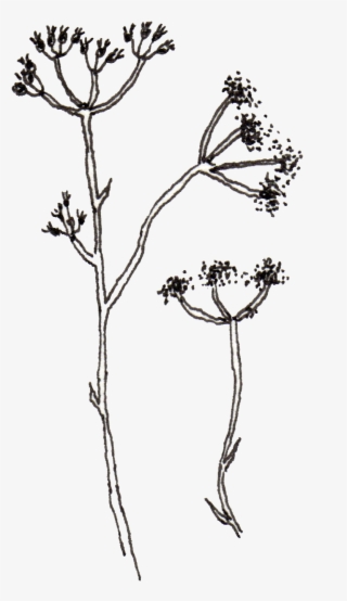 Pen 6 Illustrated Flowers Maryclarewilkie - Illustration