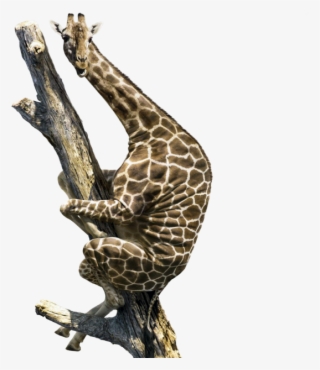 Giraffe Climbing Up A Tree