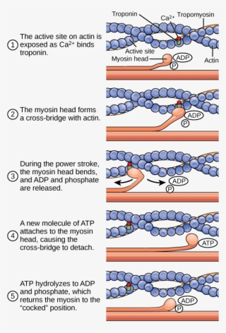 Figure 38 04 05 - Muscle Fibre Contraction Cycle