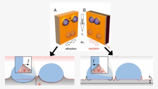 Mechanism Of Attraction And Repulsion Of Drops On Soft - Diagram