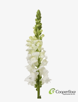 Boca De Leao Branca - Boca De Leao Png