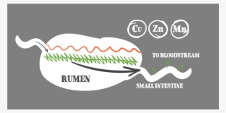 Ruman Diagram - Graphic Design