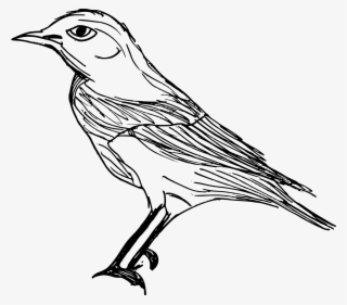 Free Download - Old World Flycatcher